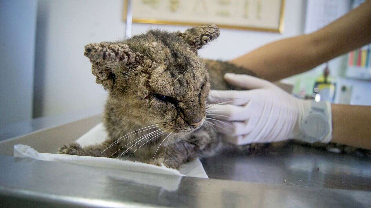Woman touching sick cat at vet clinic
