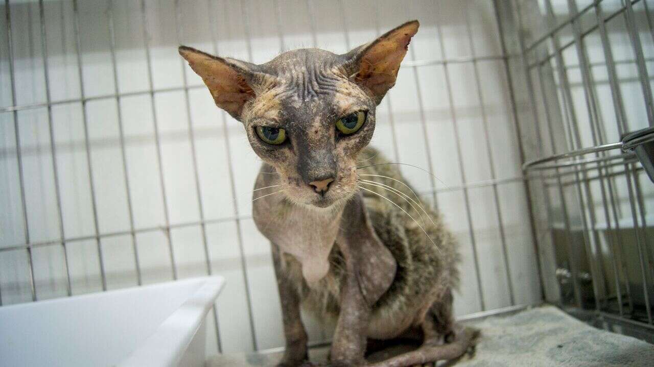 Cat with skin condition at vet clinic