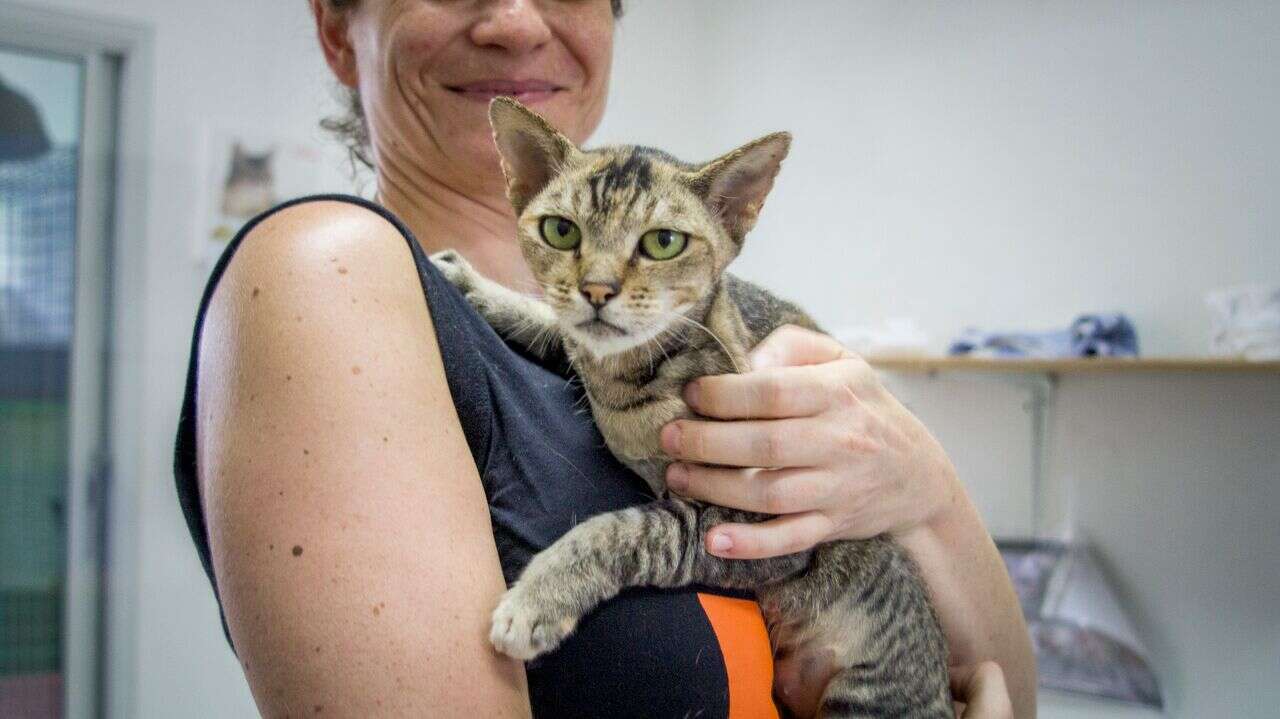 Woman holding cat recovering from skin condition