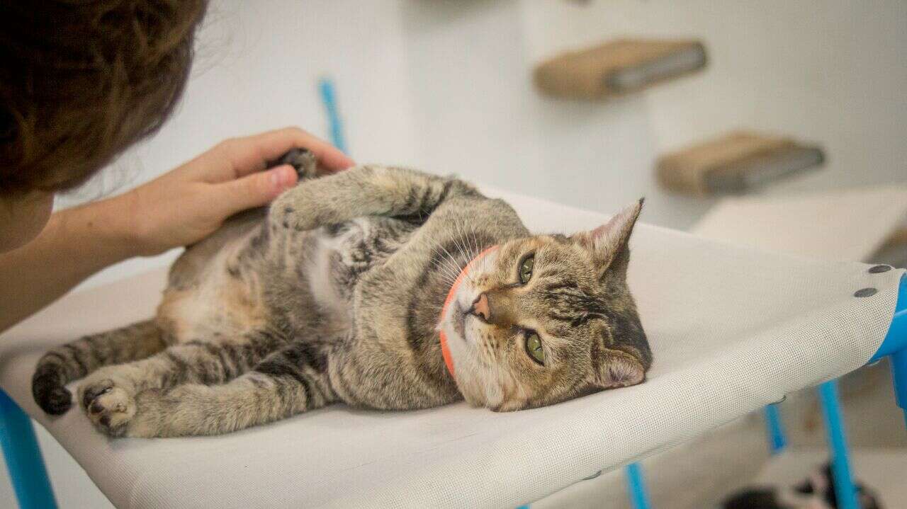 Cat getting pet on his tummy