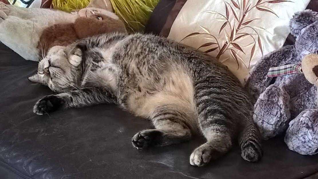 Cat relaxing on couch