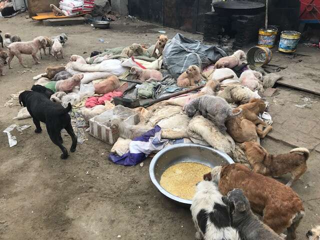 dog rescue slaughter china