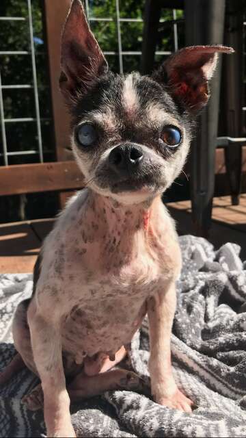 chihuahua rescue china meat 