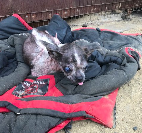Chihuahua Rescued From Chinese Dog Meat Truck Is Totally Pampered
