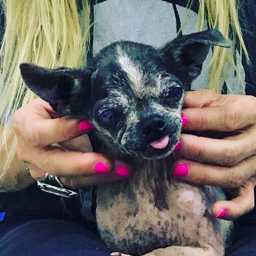 chihuahua rescue dog china slaughter