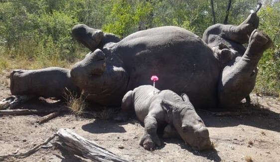 Baby rhino beside his mom's poached body