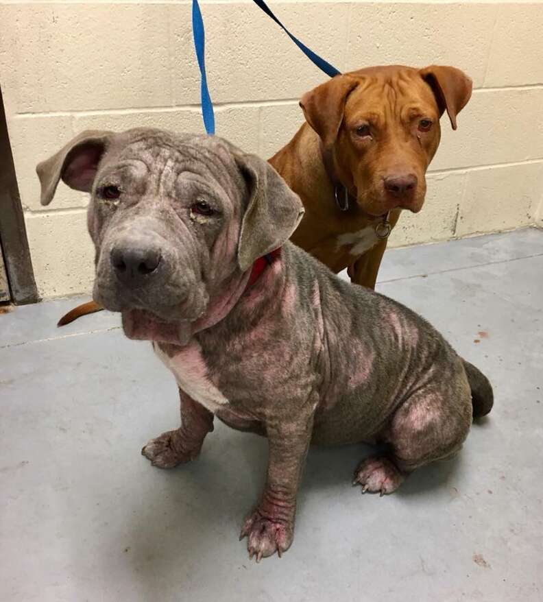 Sylvia the pit bull in a high-kill shelter