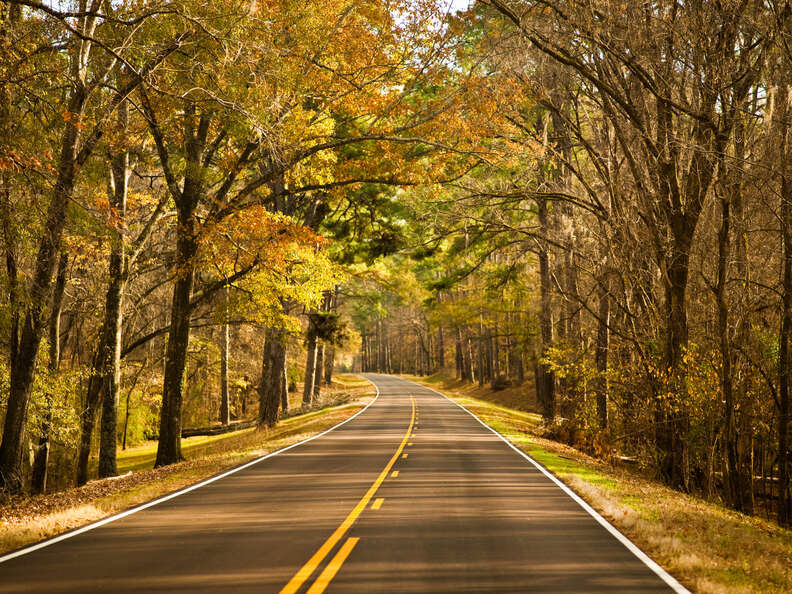 road leading through a forest