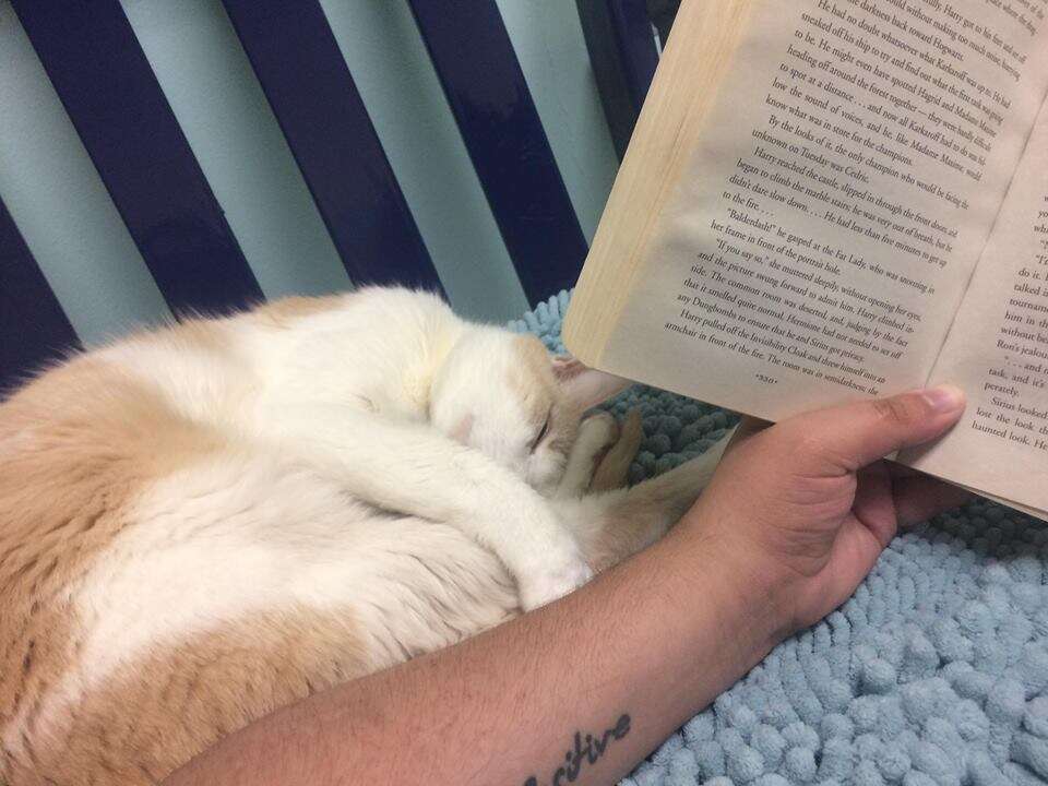 shelter cat reads harry potter