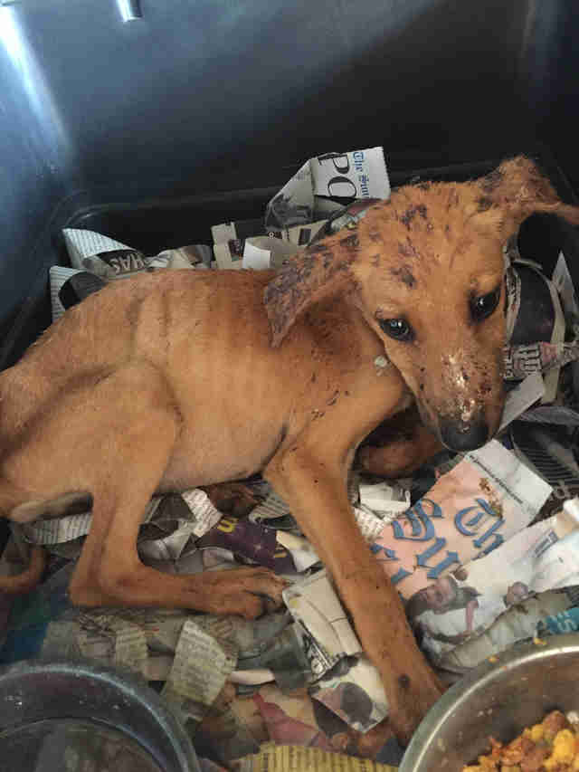 Girl Rescues Starving Puppy On Vacation In Jamaica - The Dodo