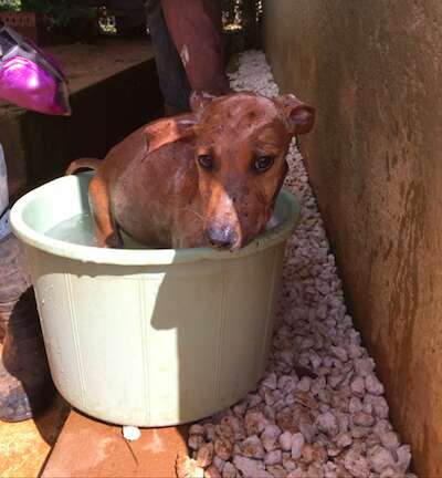 puppy rescue jamaica