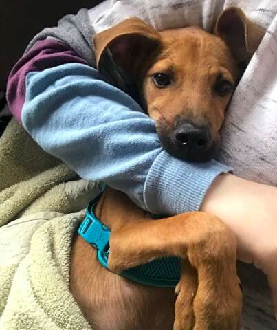 Girl On Vacation Sees Starving Puppy — And Stops Everything To Help