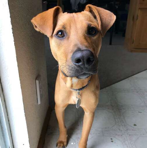 Girl On Vacation Sees Starving Puppy — And Stops Everything To Help