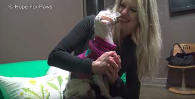 dog burned with acid