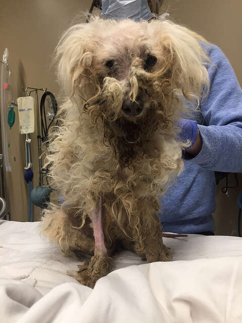 dog burned with acid