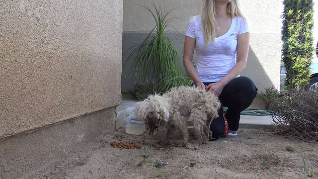 dog burned with acid