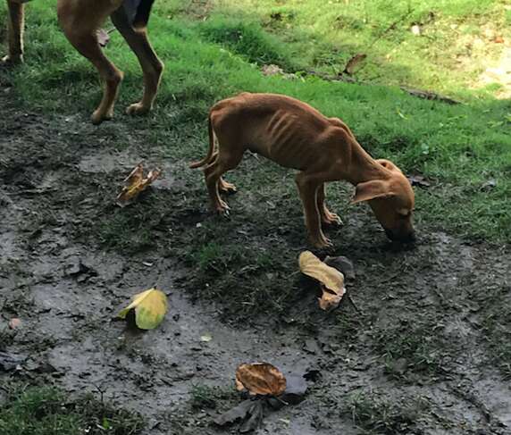 dog rescue jamaica starving puppy