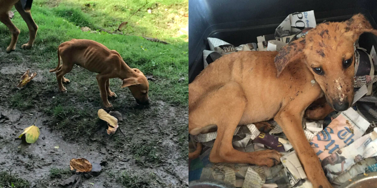 Girl On Vacation Sees Starving Puppy �— And Stops Everything To Help