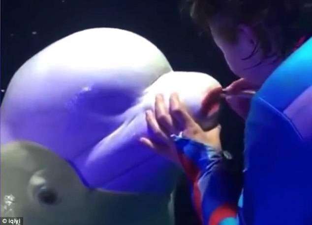 Trainer putting lipstick on captive beluga