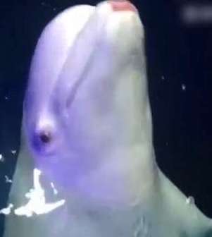 Captive beluga with lipstick on mouth