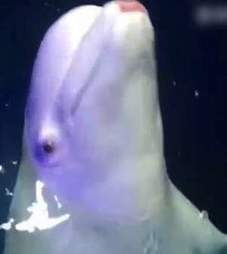 Captive beluga with lipstick on mouth