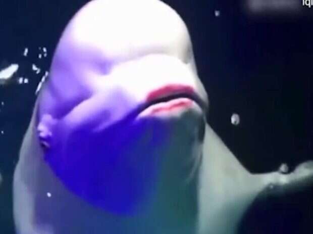 Captive beluga with lipstick on mouth