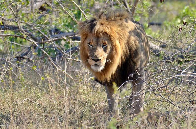 Male lion in national park in South Africa