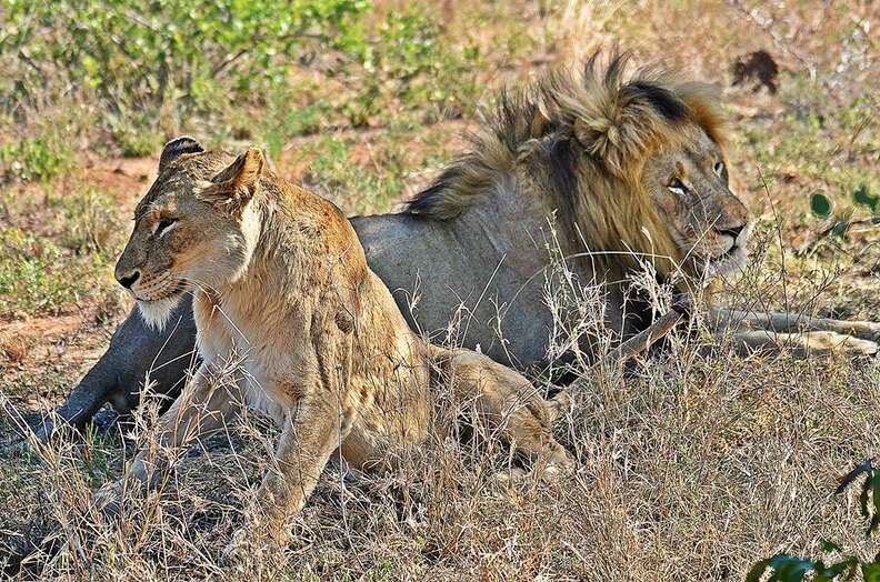 Mating pair of lions