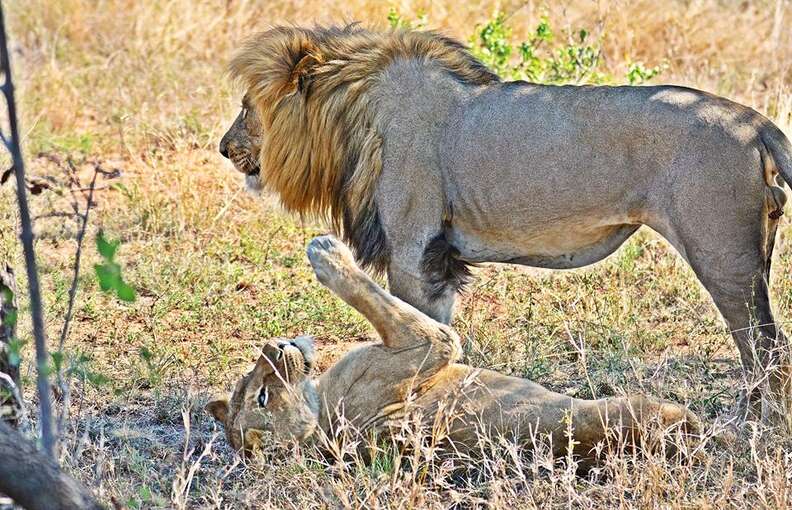 Mating pair of lions