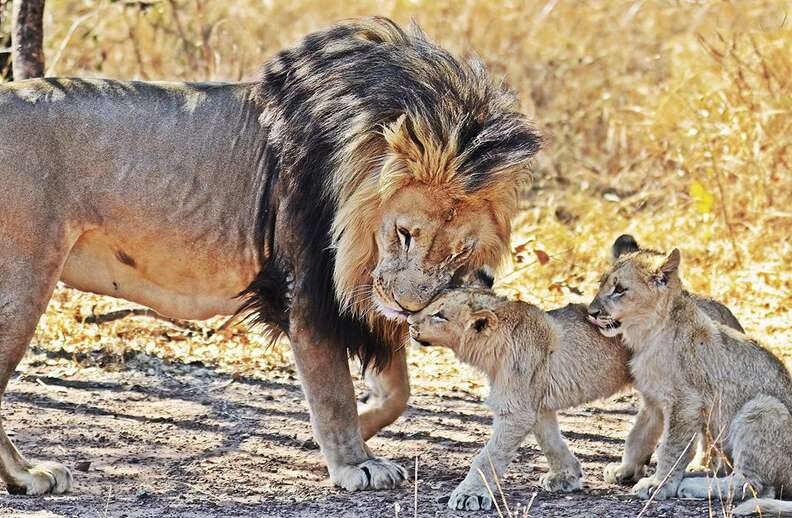 Male lion with his two cubs