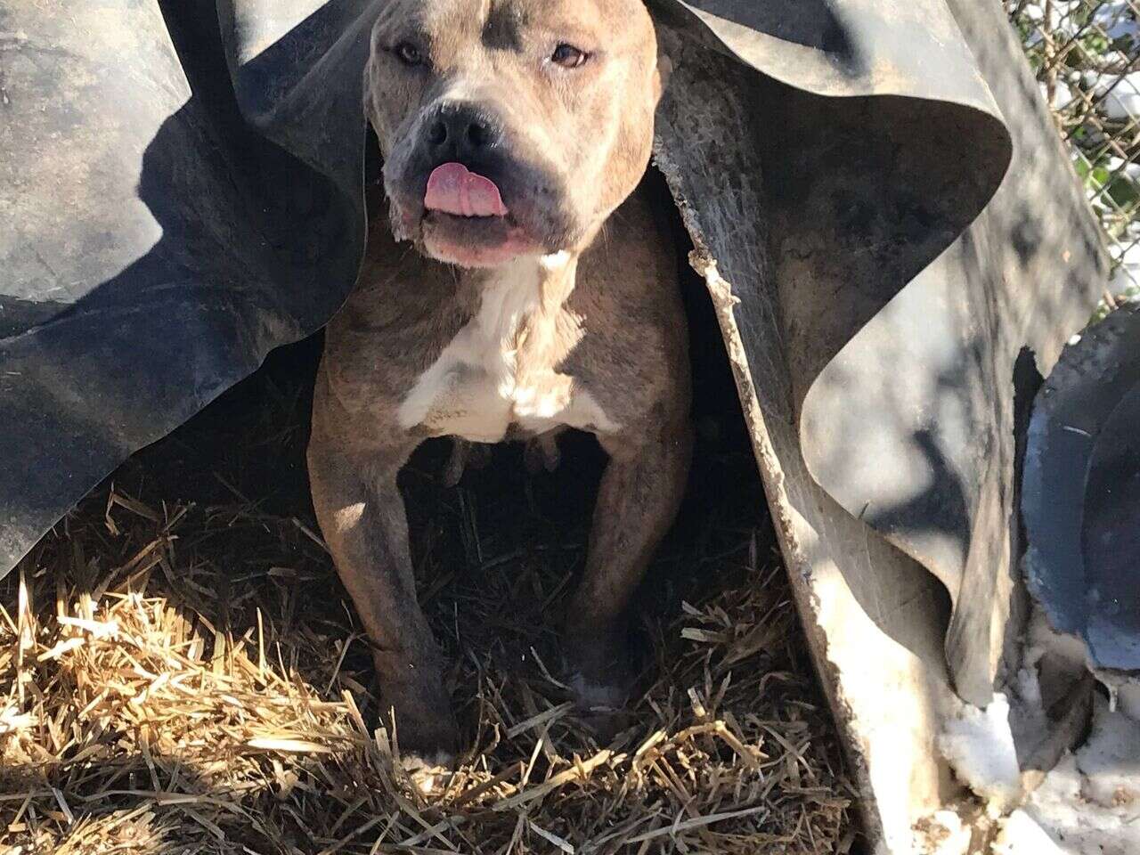 pit bull rescue virginia