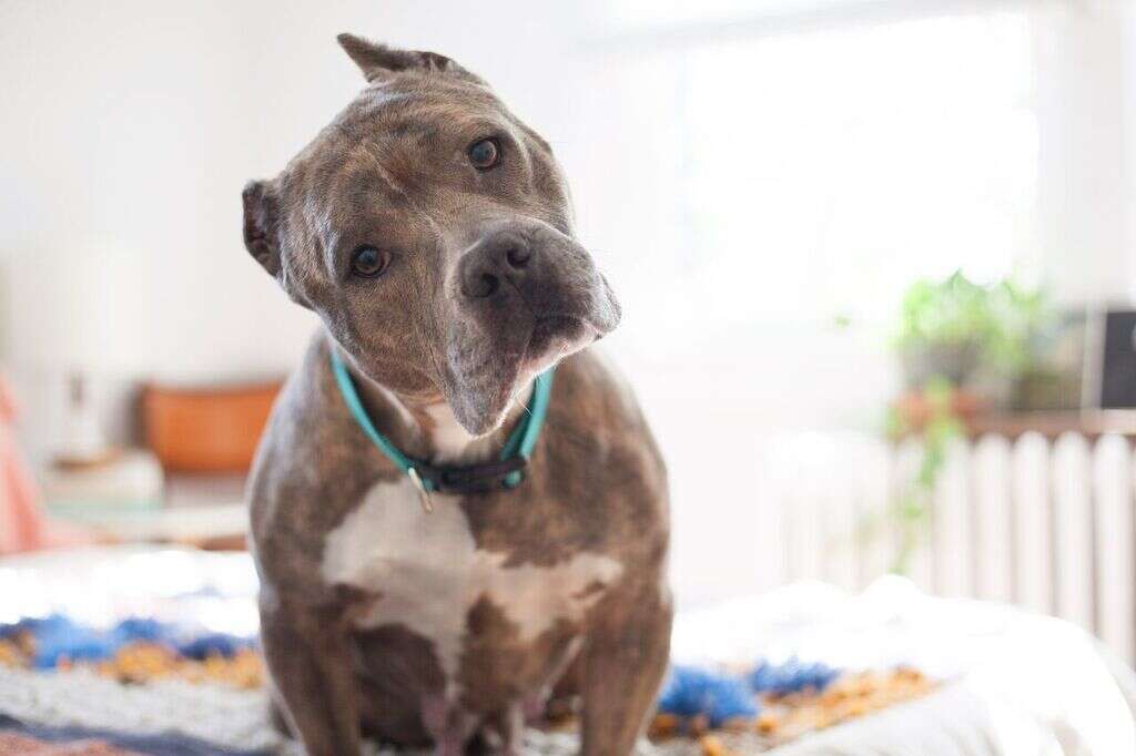 rescue pit bull virginia