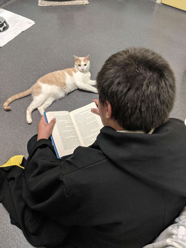 rescue cat loves reading harry potter