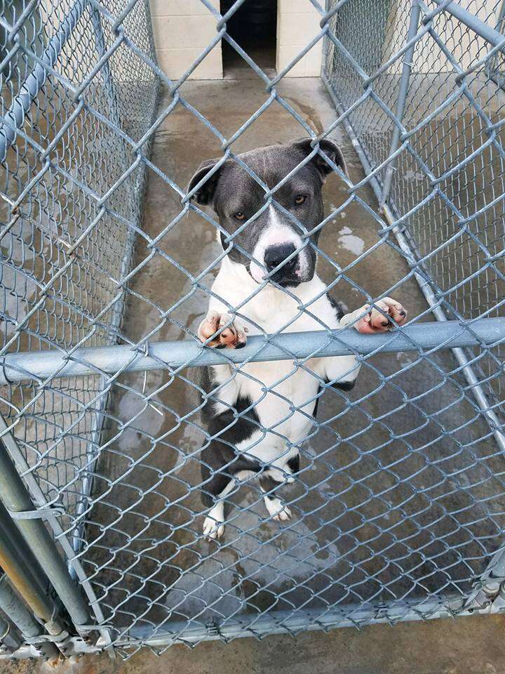 Dog standing on cage front