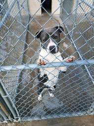 Dog standing on cage front