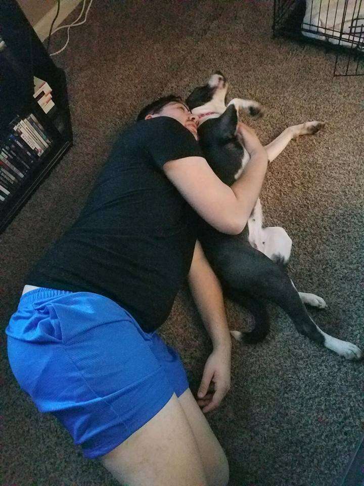 Pit bull cuddling with person
