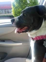 Pit bull riding in front seat of car