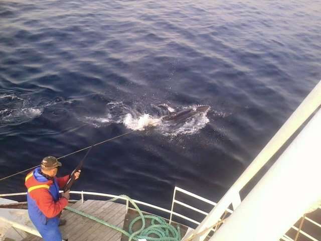 Minke whale harpooned in water