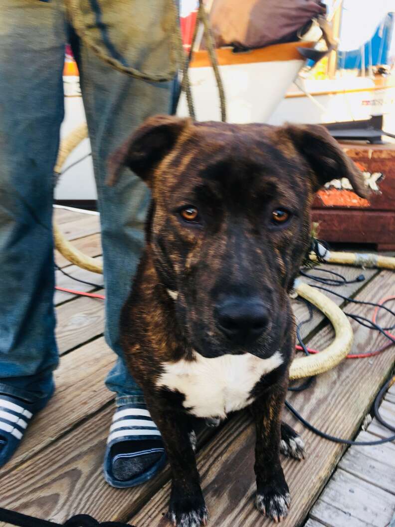 Tiger, the pit bull saved from a burning boat