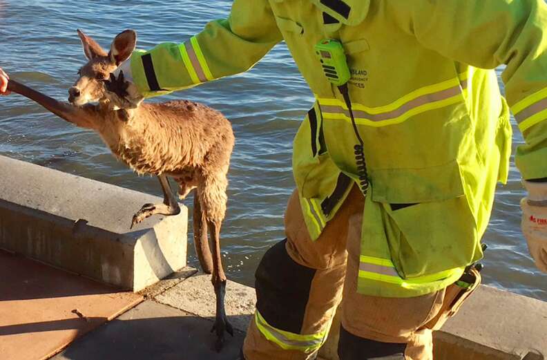 Firemen freeing trapped kangaroo in Queensland
