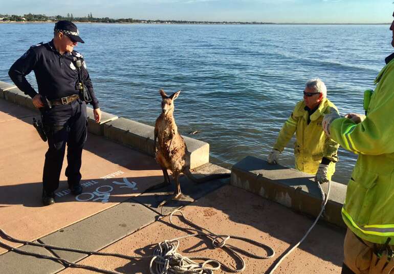 Police and firemen with wild kangaroo they rescued
