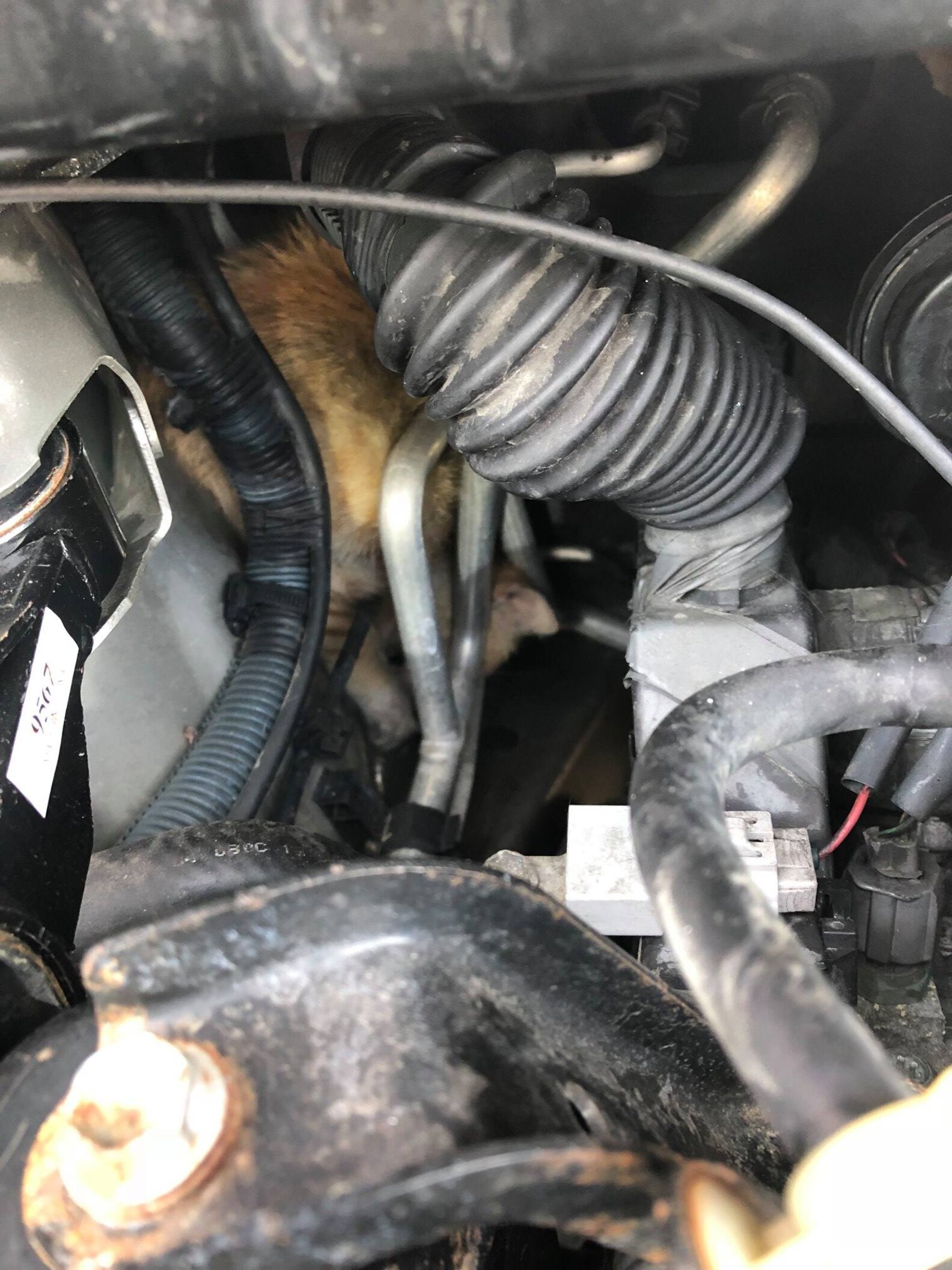 Tiny Kitten Is Driven 12 Miles Trapped Inside Car Engine The Dodo