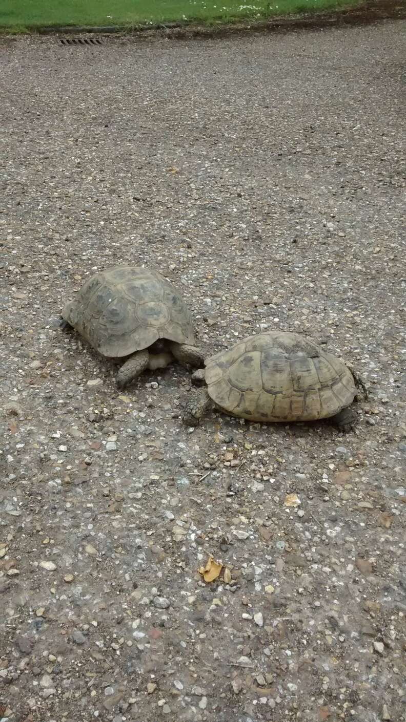 lost tortoise 