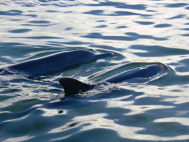 Wild bottlenose dolphins in Shark Bay, Australia