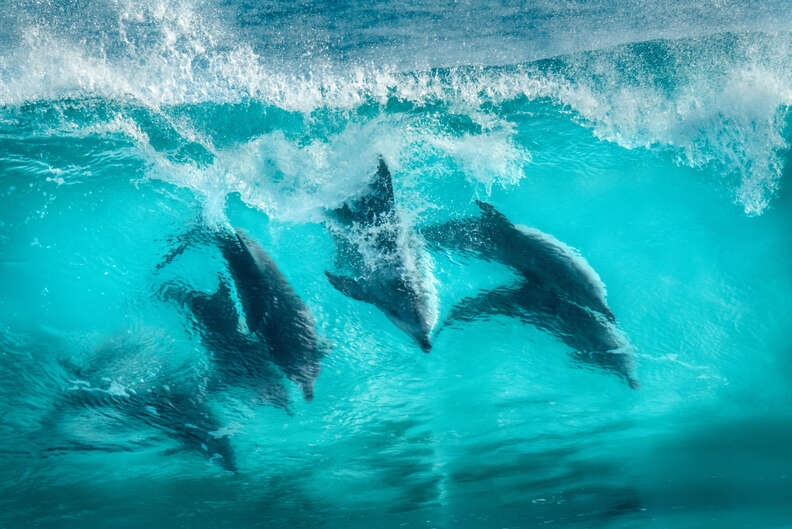 Wild dolphins playing in wave
