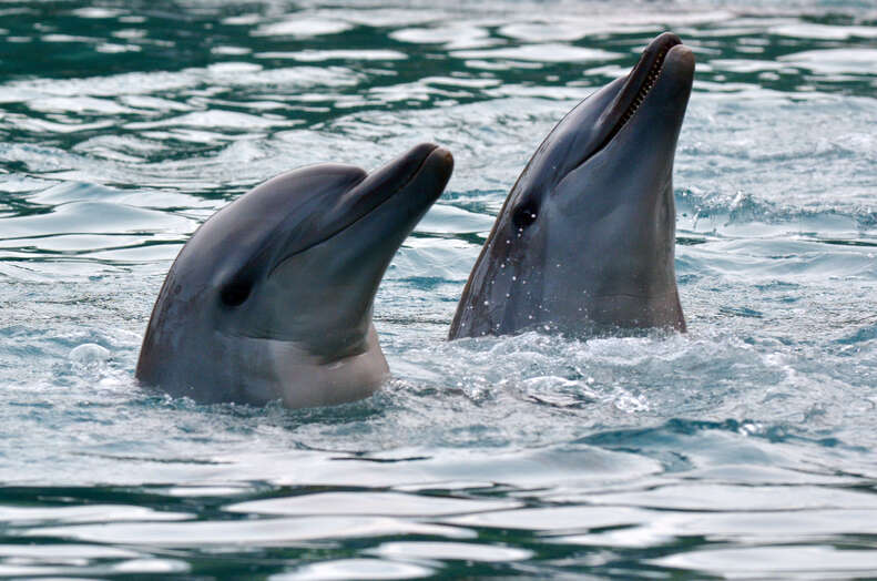 Bonded bottlenose dolphins