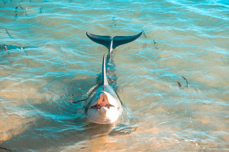 Wild dolphin off coast of Western Australia