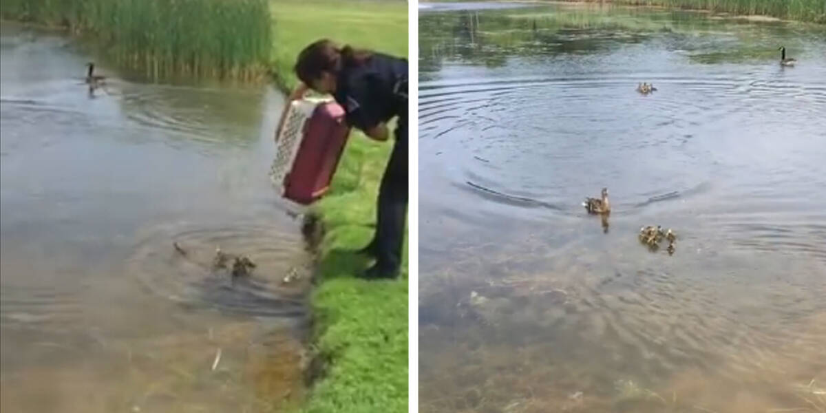 Mother Duck Adopts 10 Ducklings Who Lost Their Parents - The Dodo