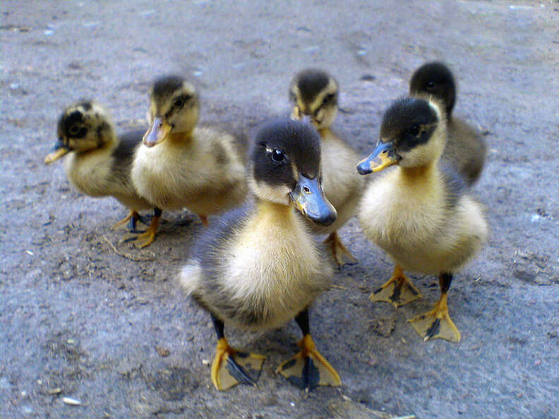 ducklings following mother