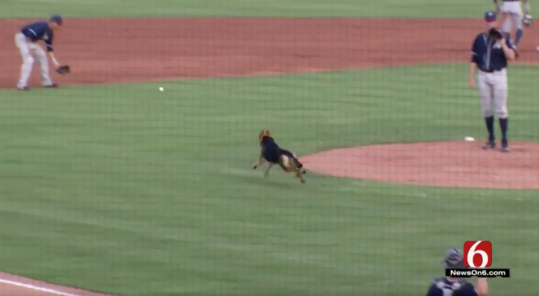 Dog Chases Baseballs on Field During Bark in the Park Baseball Game